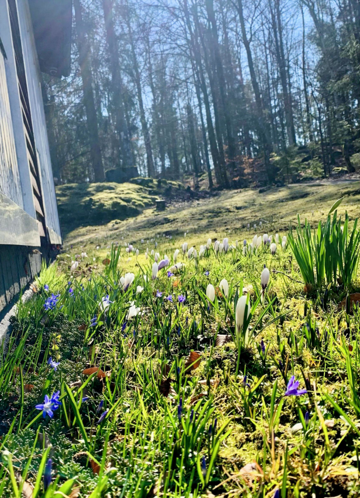 Frühling in der schönen Natur in einem großen Ferienhaus in Südschweden