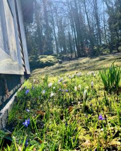 Forår i den smukke natur i det store feriehus i det sydlige Sverige