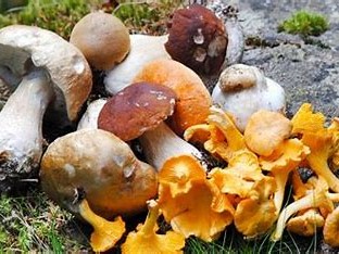der Pilz