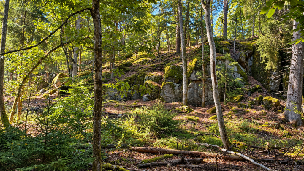 Skogen_Naturpark_Halen_Ferienhaus_Schweden